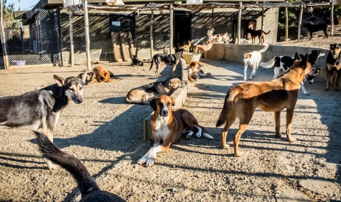 This Organization Gives Stray Animals Sanctuary in Morocco
