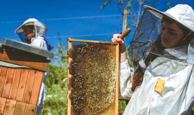 Out of Work Coal Miners are Being Trained as Beekeepers