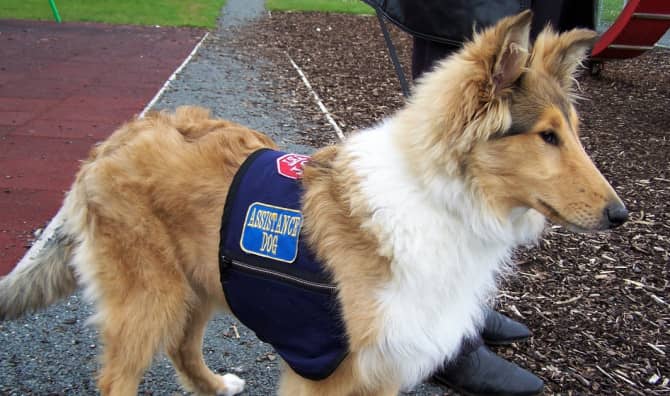 Service Animals Work Hard to Help People with Disabilities