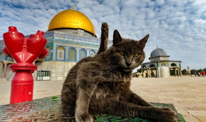 Jerusalem Is Launching a Program to Feed the City’s Stray Cats