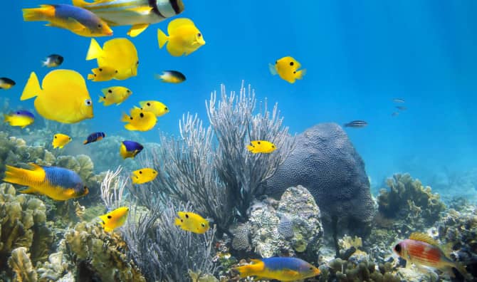 This Accidental Discovery Could Save the World’s Coral Reefs