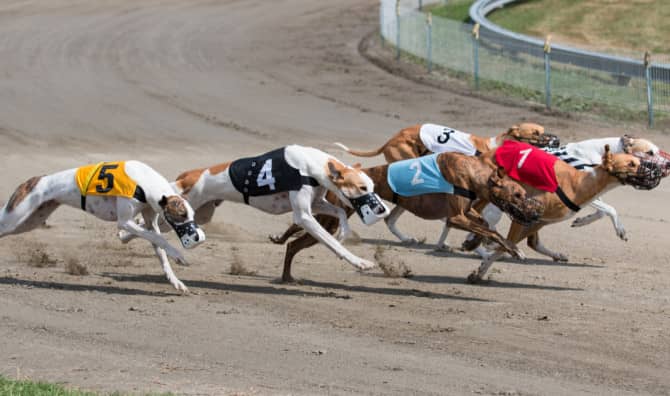 What’s Next After Florida Voted to End Greyhound Racing?