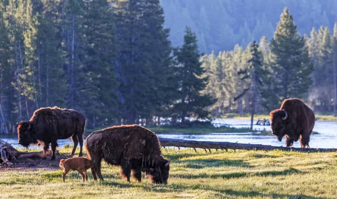 Thanks to Native Americans, Wild Bison Are Roaming the Prairie Again