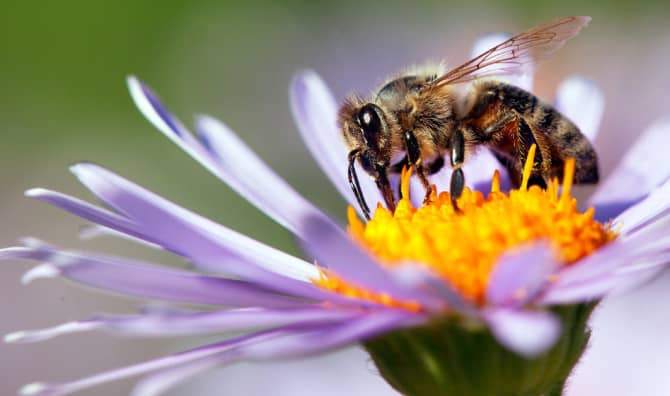 Planting Wildflowers Could Save Honey Bees From Extinction