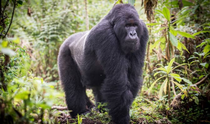 Thanks to Conservation Mountain Gorilla Population Rises