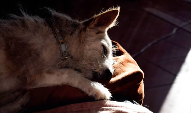 This Organization Helps Dogs Live Out their Lives in Dignity