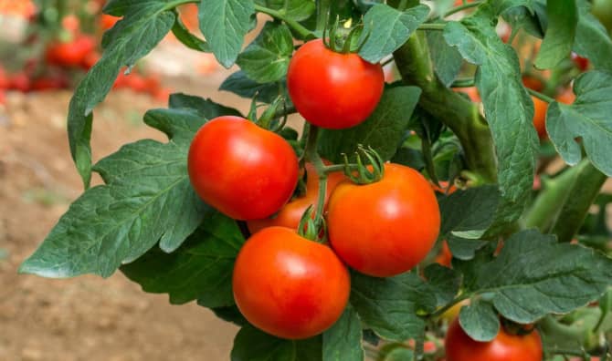 Pioneering Israeli Technology Uses AI to Determine When Tomatoes are Ripe