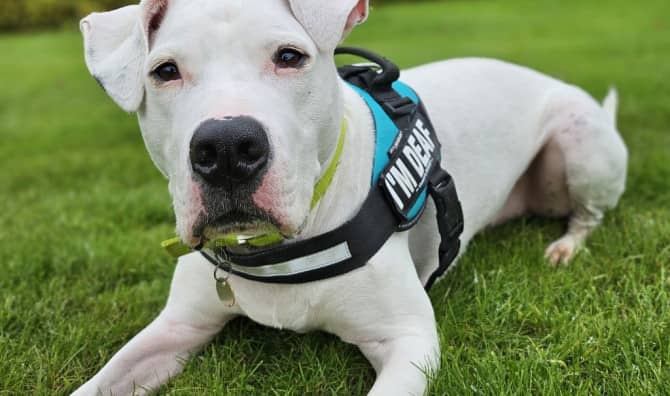 Deaf Dog Learning Sign Language to Help Find Furever Family