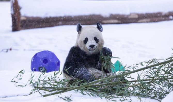 Giant Pandas Make Their Public Debut at Washington DC Zoo