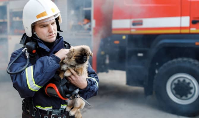 Helping Animals Affected by the Wildfires