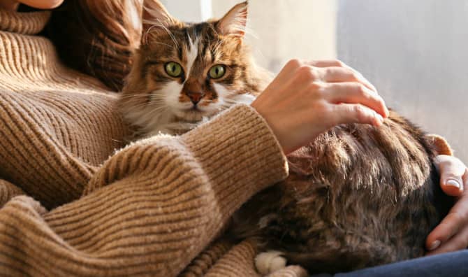 Deciphering What Your Cat is Trying to Tell You