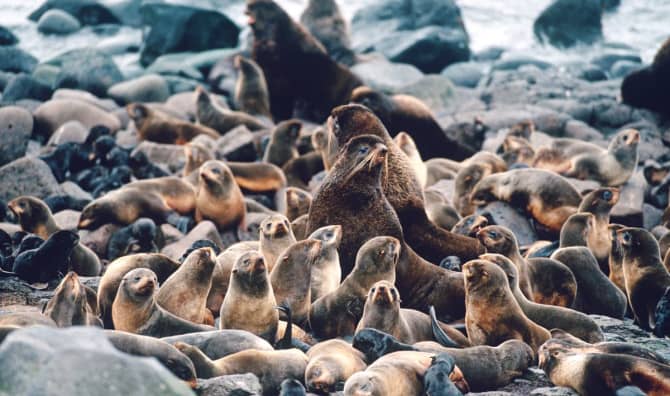 Seals Return to California Islands in Record Numbers