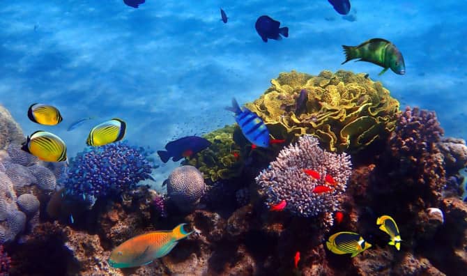 Israeli Study Discovers a Way to Restore Coral Reefs