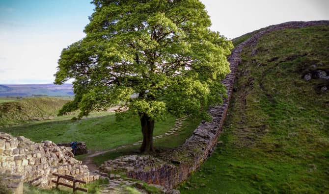 Saplings of Hope from UK’s Sycamore Gap Tree
