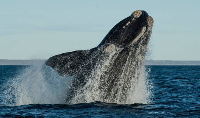 Acoustic Technology helps to Keep Whales Safe