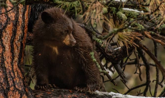 5  Rescued Bear Cubs are Released Back Into the Wild