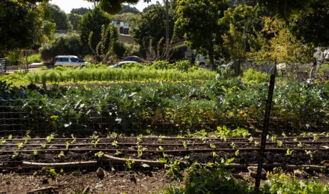 Tel Aviv’s Composting Initiative Wins Prestigious International Award