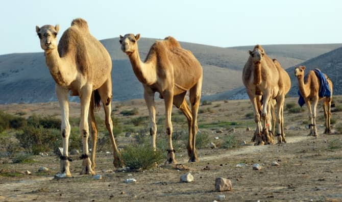 Israel’s First Official Camel Race Celebrates Bedouin Culture