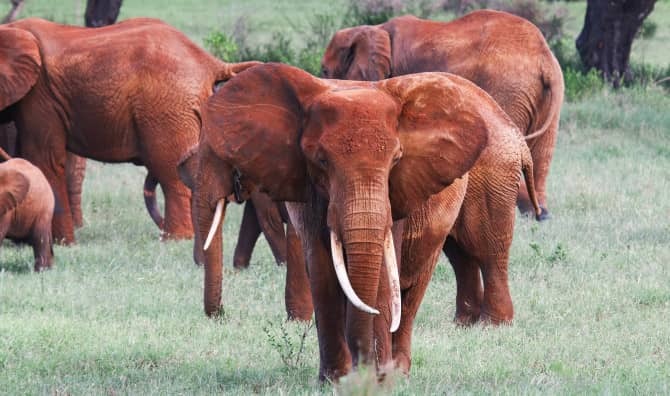 Bees Help Keep Elephants Away From Kenyan Farms