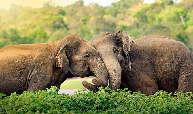 Elephants Can Remember Their Human Caregivers