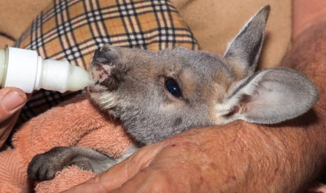 Baby Incubators are Helping Orphaned Kangaroos