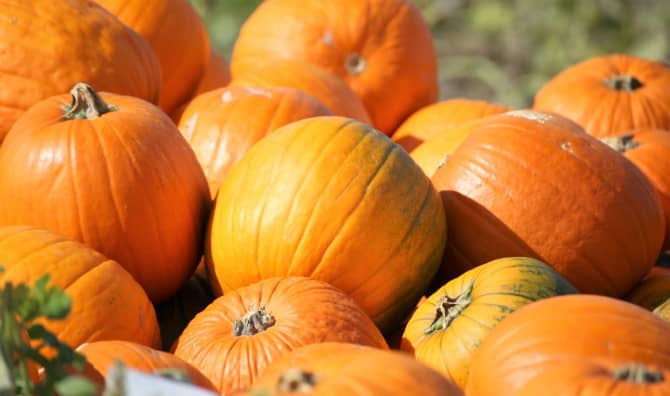 7 Extraordinary Reasons to Eat Pumpkin