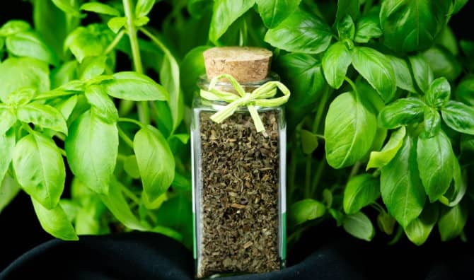 7 Healthy Reasons to Cook With Sweet Basil