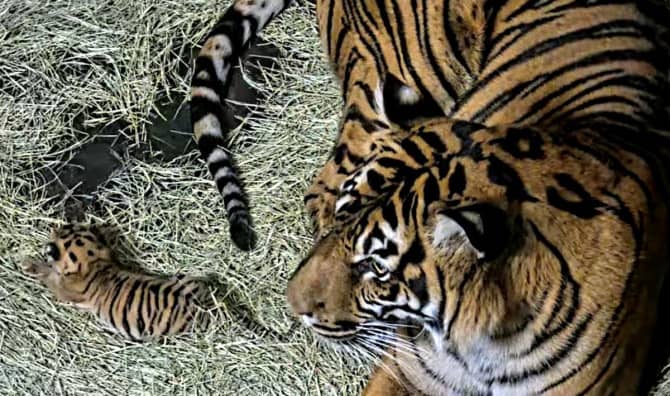 San Diego Zoo Celebrates Birth of Rare Sumatran Tiger Cub
