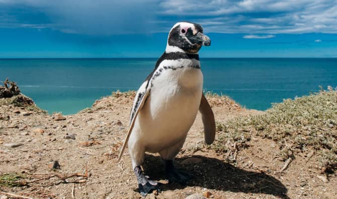 Watch the Inspiring Tale of a Penguin and the Man Who Saved Him.