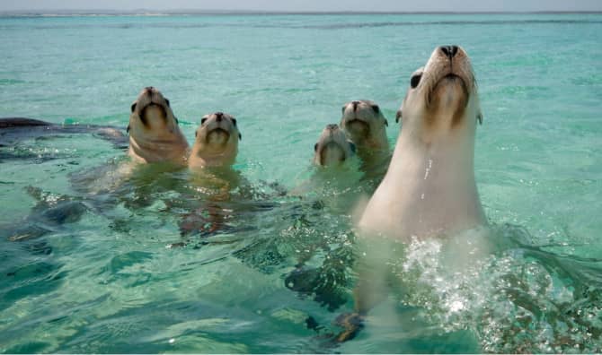 Mapping the Ocean With Help From Sea Lions