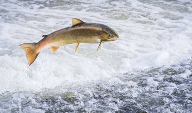 Salmon are Returning to the Heart of the UK