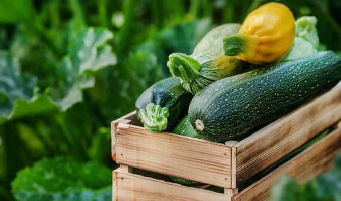 7 Beneficial Reasons to Eat Zucchini