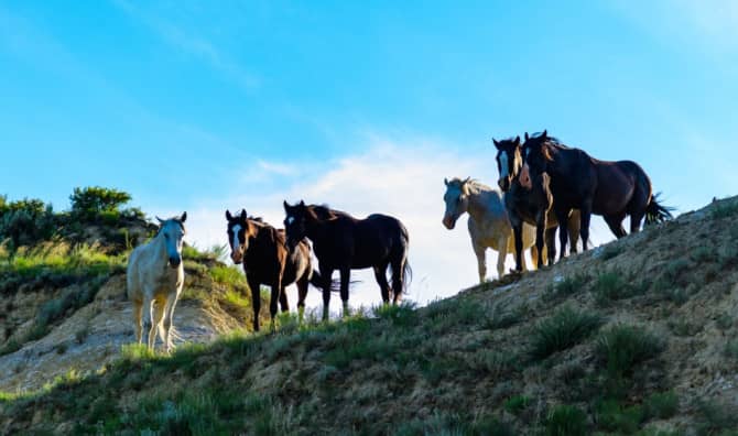 This ‘Horse Detective’ Reunites Wild Mustangs With Their Herd