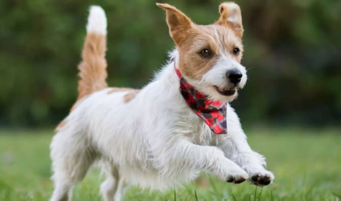 11-Year-Old  Accessorizes Pets to Help Them Find Furever Families