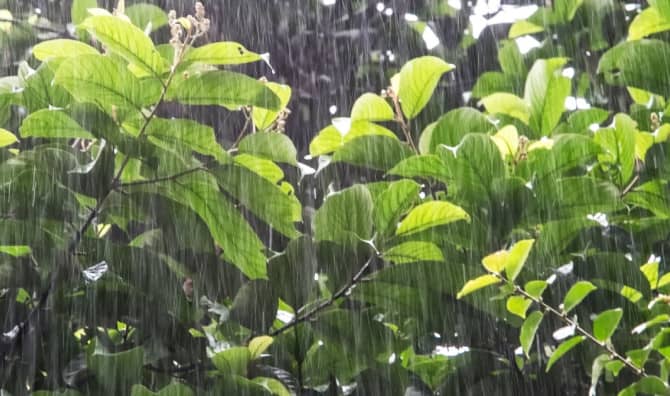 Recognizing Nature as a Musician