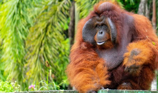 Orangutans Use Healing Plants