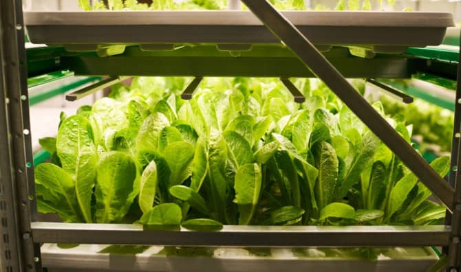 Get Your Leafy Veggies and Herbs From a Vending Machine