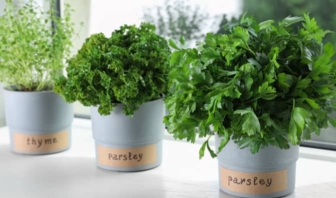 9 Herbs for Beginners to Grow Indoors