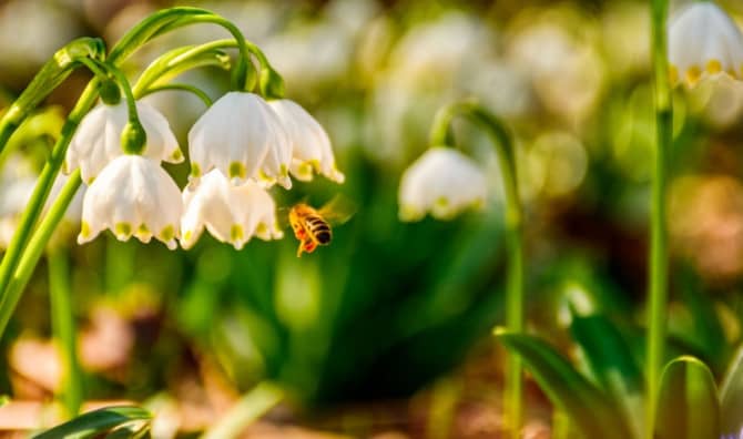 7 Early Blooming Flowers to Plant for Bees