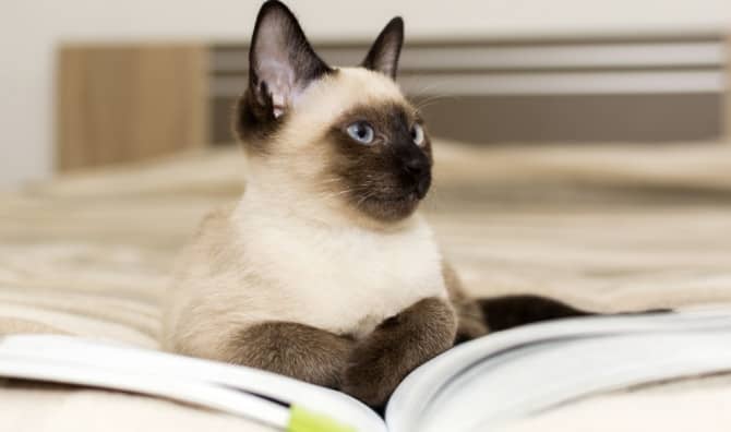 Swapping Adorable Cat Pics for Late Library Book Returns