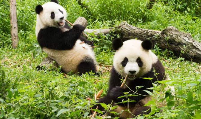 Giant Pandas are Coming to the US