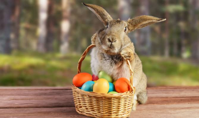 Cadbury Bunny Tryouts Are Back