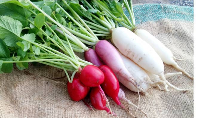 5  Radish Recipes That are Really Good for You