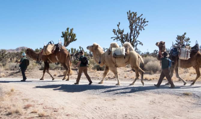 Camels are Restoring California’s Mojave’s Joshua Trees After Wildfires