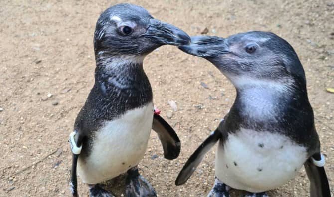 Penguin Becomes a ‘Guide Bird’ For His Best Friend