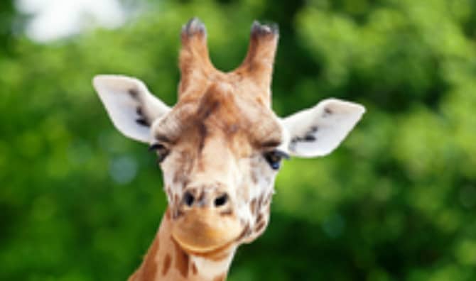 Benito the Giraffe Isn’t Lonely Anymore