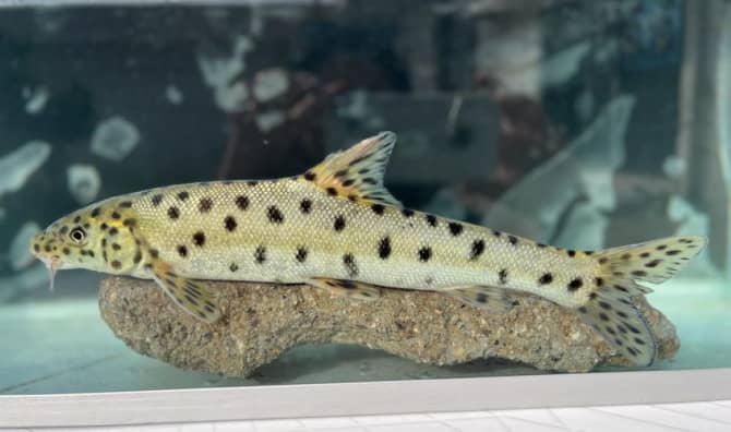 Long-Lost Leopard Barbel Fish Rediscovered in Turkey