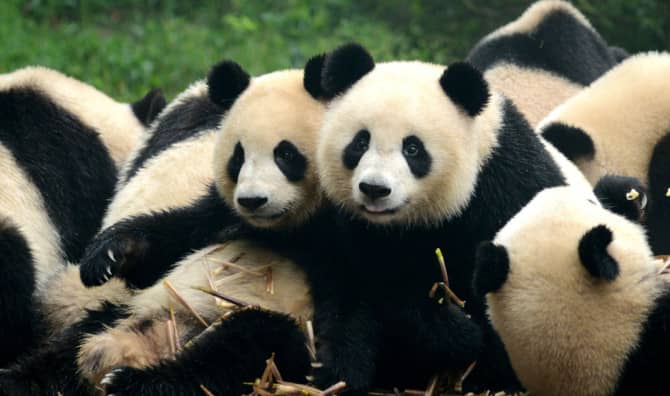 How Much do You Know About the Names of Animal Groups? [Quiz]