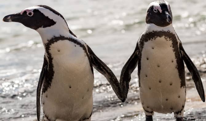 9 Fun Facts About Penguins That Will Brighten Your Day