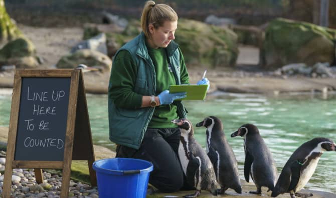 The London Zoo is Counting Animals One by One